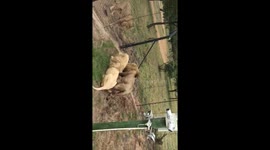 I killed Mufasa