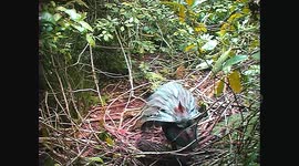 Albert Lyrebird displaying on rainforest floor, Border Ranges, Queensland Australia
