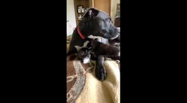 Adopted pitbull Mack takes care of his foster kittens