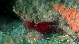 Amazing underwater 'Disco' clam