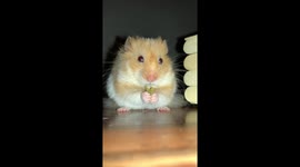A cute hamster eating a snack SOUND ON