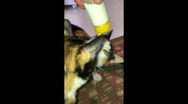 Cats drinking milk trough hamster water bottle