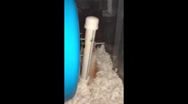 Hamster trying to escape