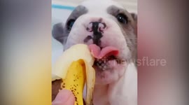 Bulldog puppy gobbles a banana in slow motion