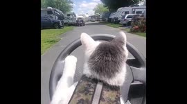 'Golf cart driven by a cat?' Cat in California goes for a joy ride while riding in the driver's seat