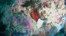 Underwater 'disco' clam lights up this coral reef in Indonesia