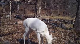Rare white roe deer spotted hunting for food in northern China