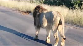 Pride of lions patrol the roads in Kruger National Park during COVID-19