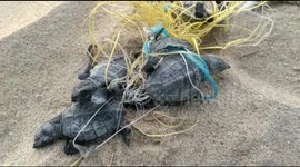 Abandoned fishing nets turn into deathtraps for thousands of baby turtles on Indian beach