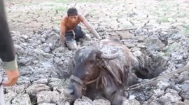 Cow rescued from mud hole in Thailand