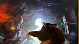 Cat taking ride on virtual Splash Mountain goes viral on Facebook