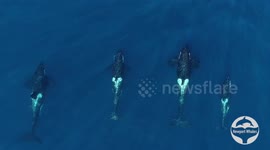 Killer competition! Orcas get in race off California coast