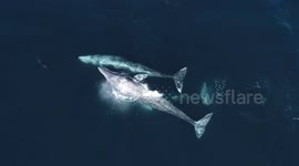 Playful Gray Whales Roll Around with Dolphin in Newport Beach California