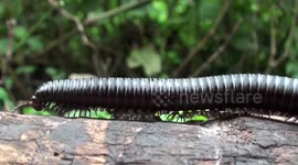 Giant African millipede crawls across log like a 'mini Mexican wave'