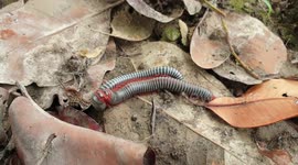 Two giant millipedes seen 'making out' among dead leaves in Cambodia