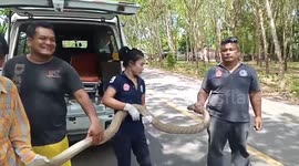 Huge king cobra caught among homes in southern Thailand