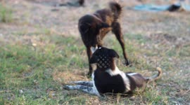 Two funny dogs tussling over a human glove.