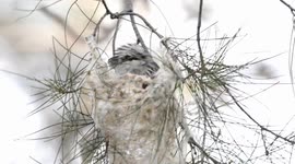 Striped Honeyeater nest building