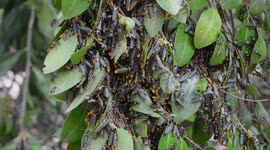 Plague Soldier Beetles massing on a shrub