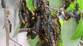 Plague Soldier Beetles massing on garden shrub