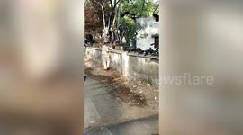 Police officer feeds murder of crows during COVID-19 lockdown in western India