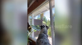 Mischievous squirrel taunts dog during lockdown in Los Angeles