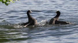 Dramatic Footage Of Surpassingly Brutal Coot Fights