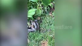 Bizarre moment snake regurgitates live toad after being found by UK family