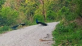 Traveller encounters two peacocks strolling on forest in northern India