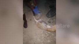 Volunteers rescue dog with plastic jar stuck on its head in India