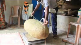 Indian man grows almost metre-long jackfruit and hopes to enter Guinness World Records