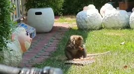 Hungry monkey caught after breaking into family's kitchen to steal food