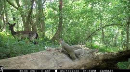 OAP wildlife photographer spends over two years setting up cameras in woodland to capture amazing candid nature videos