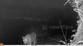 Chilling moment migrant family in India unwittingly follows leopard's trail