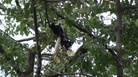 Long flowing cape, tail-tuft and beard of Black and White Colobus Monkey, or Mantled Guereza, one of Africa's most spectacular #monkeys in the treetops of Virunga National Park, DRC