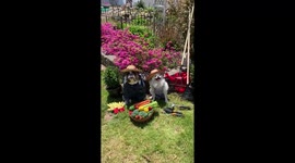 Discourage your dog from digging in your yard by assigning them gardening jobs.