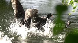 UK wildlife photographer captures dramatic footage of brutal waterbird fights