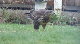 Buzzard Eating in a UK Garden