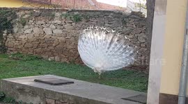 Beautiful display of white Peacock tail in SLOVAKIA