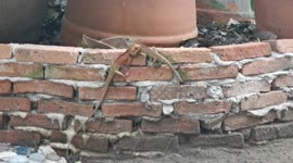 Two bearded dragon lizards fight outside coffee shop