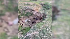 Owner Finds Her Pet Dogs Happily Playing In Mud