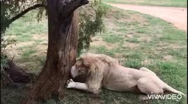 Lion cuddling tree