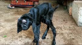 One-eyed goat born in southern India