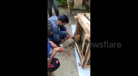 Indian man shocked to find deadly cobra hiding inside his sofa