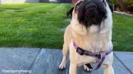 Pug eats a variety of tasty treats including a cucumber