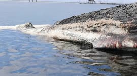 Fisherman stunned when 40 ton rotting whale carcass washes ashore in the Philippines