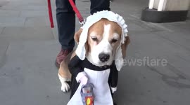 Florence Nightingale legacy celebrated by Pickle the Beagle at the eighth NHS Clap for Carers outside Chelsea and Westminster Hospital - 14 May 2020