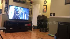 When Lion King becomes too real