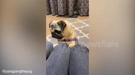 Adorable pug pounces and demolishes a cucumber