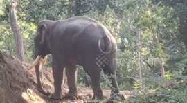 Enormous bull elephant uses tusks to displace mud during musth in northern India